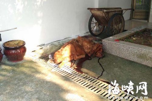 警方擔心獒犬襲擊他人，決定將牠擊斃。（圖片取自海峽網）