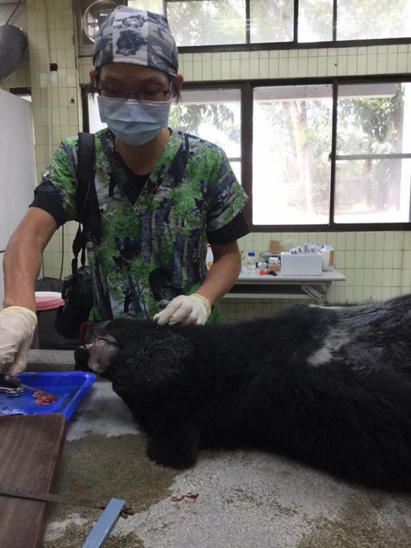 屏科大副教授黃美秀為黑熊進行解剖以鑑定死因。（翻攝自黃美秀臉書）