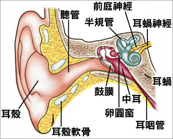 傳統體溫計當耳溫槍害夫耳膜破裂 即時新聞 自由健康網