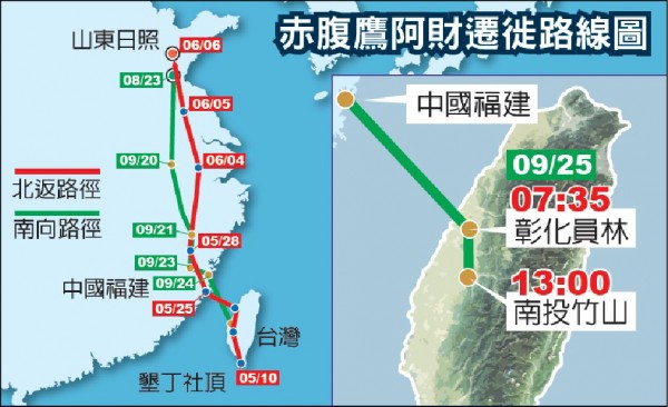 赤腹鷹阿財遷徙路線圖