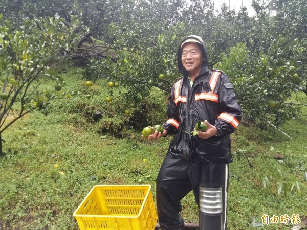 梅姬颱風離台，強風大雨果真造成即將採收的東山青皮椪柑嚴重損害，處處可見落果，但椪柑經過強烈碰撞，災損陸續會浮現，保守估計災損超過5、6成。（記者王涵平攝）