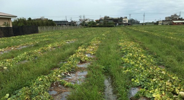 桃園市作物損失情況達二千萬元。（農業局提供）