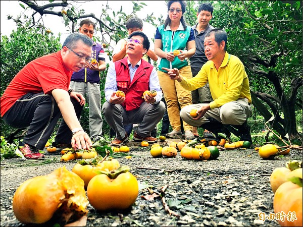 市長林佳龍到豐原公老坪看到滿地都是柿子落果，十分心疼。（記者李忠憲攝）