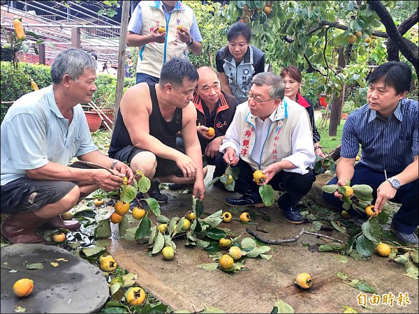 梅姬颱風造成新竹縣新埔鎮柿子落果嚴重，縣長邱鏡淳（前排右二）昨前往勘查農損災情。
（記者蔡孟尚攝）