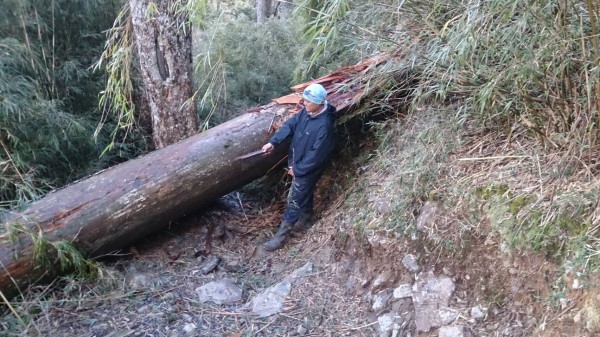 梅姬颱風造成玉山國家公園主峰線沿路出現坍方與倒木，經工作人員搶修，現已全線暢通，10月1日將重新開放。（玉管處提供）