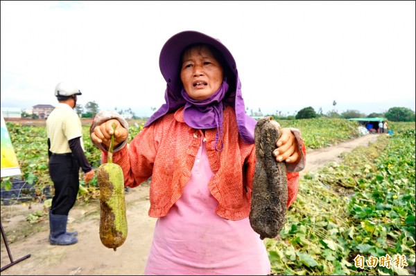 中埔鄉絲瓜農鄧美雲向林揆哭訴，這次風災不僅讓六分地絲瓜棚倒塌，即將收成的絲瓜也泡在水裡，血本無歸。（記者曾迺強攝）