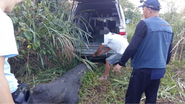 警方查到蔡男之際，當時他正賣力地將紅檜以鋼索綁在廂型車後運走。（記者陳恩惠翻攝）