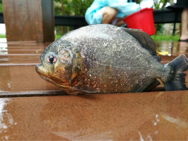 台大生工系今天做生物調查時，在醉月湖捕捉到一條疑似食人魚的生物。（圖擷自PTT）