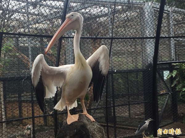 動物界也過重陽節！新竹市立動物園也孝敬園內26歲的資深元老白鵜鶘，為其加鮮魚大餐，也在遊客的祝福聲中大快朵頤，飽餐一頓。（記者洪美秀攝）