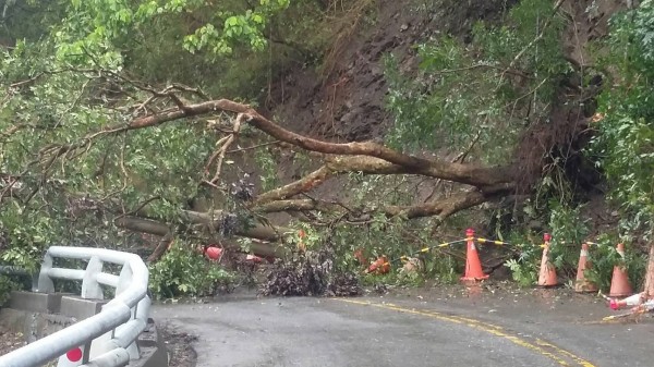 倒塌的路樹壓斷電線桿，導致荖濃地區短暫停電。（記者蘇福男翻攝）