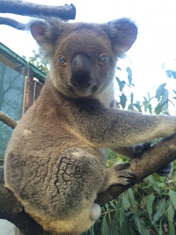 7月28日戶外日光浴的派翠克（北市動物園提供）