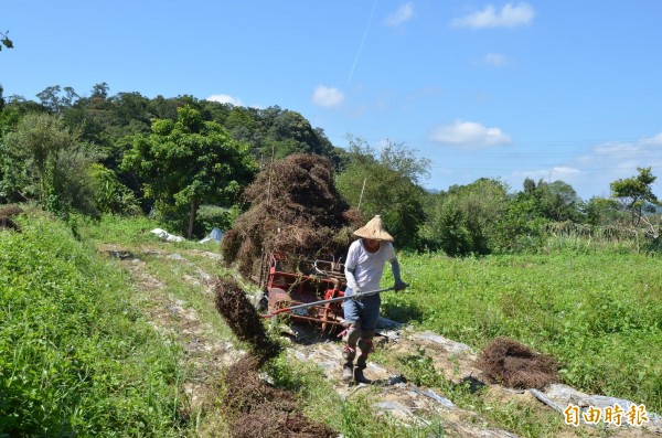 新竹縣是農業縣市，但是農村普遍只剩下老人家在耕作，也極度欠缺農工。（記者黃美珠攝）