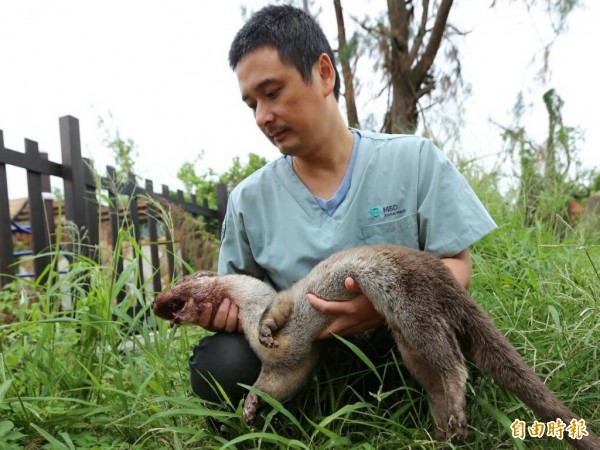 金門野生動物救援暨保育協會理事長歐陽夢澍不捨的檢視死亡水獺是否有外傷。（記者吳正庭攝）