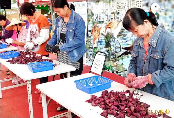 水雉生態季舉辦有趣的剝菱角大賽。
（記者楊金城攝）