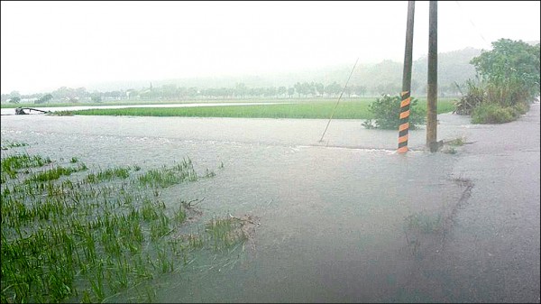 十月七、八日豪雨導致玉里鎮水稻田變魚池，有些稻株幾乎滅頂。
（讀者夏玉枝提供）