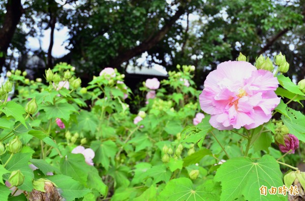 醉芙蓉的花色1日數變。（記者楊金城攝）