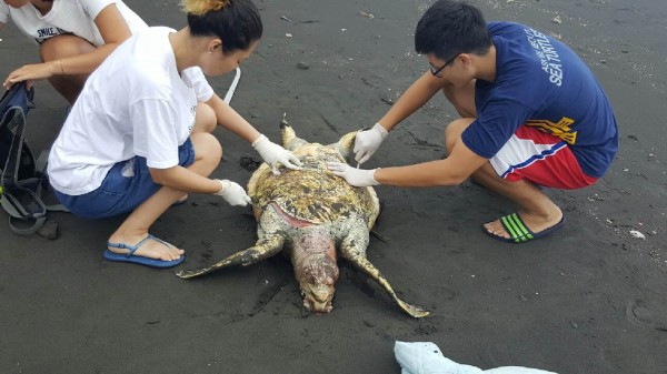 衝浪勝地外澳驚見死亡海龜，海洋大學採樣研究死因。（圖由海巡署提供）