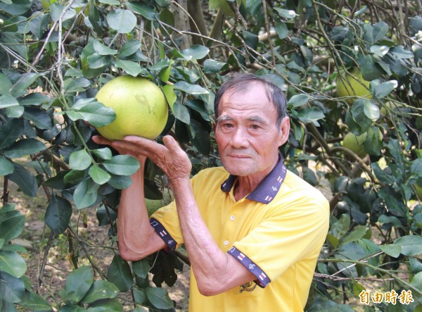 二水果農種植帝王柚遭竊，為保護心血，決定駐守果園「護柚」。（資料照，記者陳冠備攝）