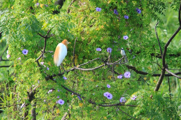 台北國際賞鳥博覽會本周末將在關渡自然公園登場。（圖由台北市產業發展局提供）