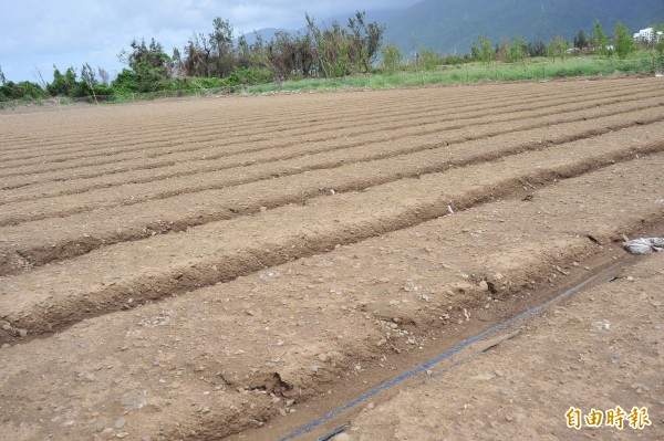 洋蔥田未開始種植作業。（記者蔡宗憲攝）