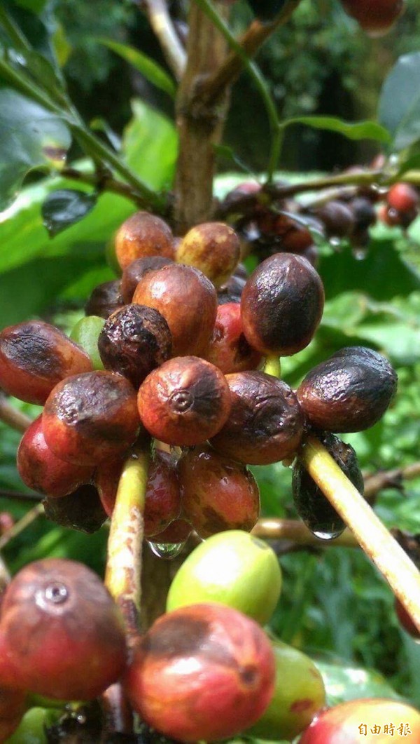 今年颱風豪雨接連來襲，原本應該要像紅寶石般亮麗的咖啡豆，卻出現大量裂果，農民摘採了1天，竟採不到半個竹簍。（記者邱芷柔攝）