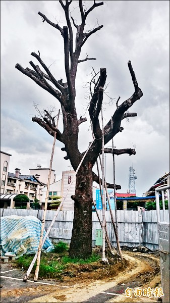 老芒果樹移植到青年基地，禁不起颱風和大雨死了。（記者葉永騫攝）