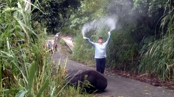 花蓮田姓農民飼養的水牛昨遭虎頭蜂群攻擊死亡。（中央社）