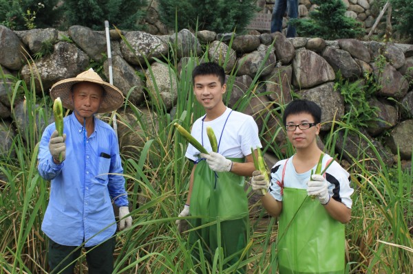 新北市90位替代役男今天到三芝當起一日農夫，採收茭白筍，體驗農夫汗滴苦。（民政局提供）