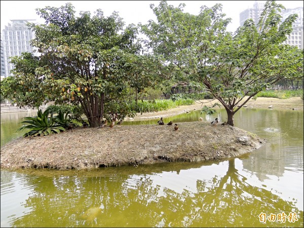 新竹縣竹北市水圳森林公園附近居民發現，最近園內螢光夢幻湖畔竟有男子偷撿鴨蛋，引發公憤。（記者廖雪茹攝）