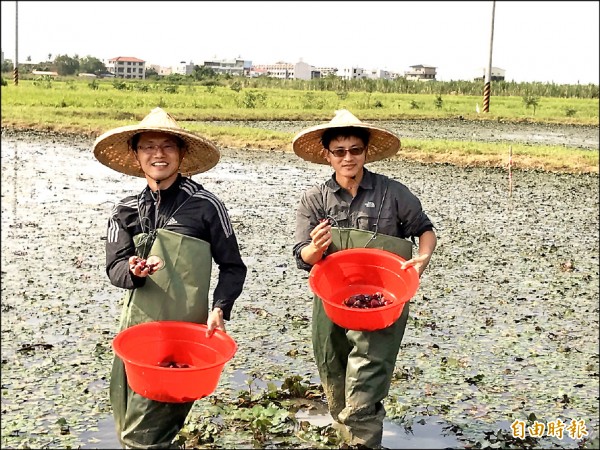 官田區長顏能通（右）為了解決菱角殼帶來的生態衝擊，找到成大教授林弘萍一起投入菱炭的研究，烈日下二人親自換著下田採菱。（記者唐在馨攝）