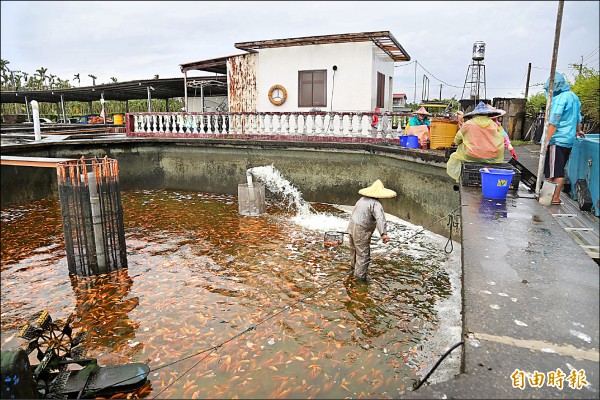 「八角池」生態養殖，魚兒就像在跑步機運動，肉質扎實。（記者邱芷柔攝）