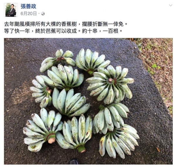 前行政院長張善政，今年六月二十日，在自己臉書貼出等了一年收成的香蕉，約十串，100根（翻攝張善政臉書）