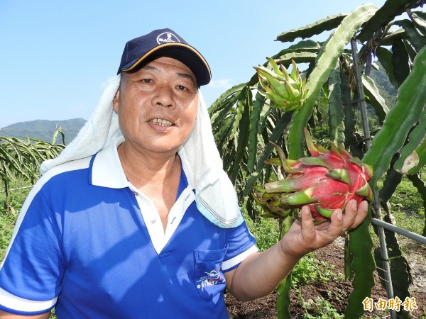 國姓鄉農民藍輝雄4、5年前在山區發現粉紅色果肉的火龍果，花了3年時間自行育苗大量栽種有成。（記者佟振國攝）