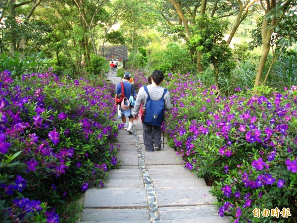 秀才登山步道沿著觀光茶園修築，是楊梅近年最夯的新興登山步道。（記者李容萍攝）