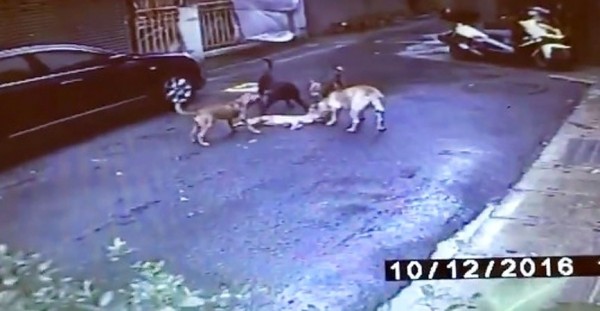 Four dogs attack a stray cat on Neihu Road in Taipei’s Neihu District on Oct. 12.
Photo: screen grab from Facebook