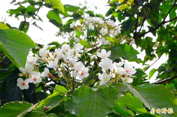 梅嶺油桐花搶先報到，成為當地觀光新亮點。（記者吳俊鋒攝）