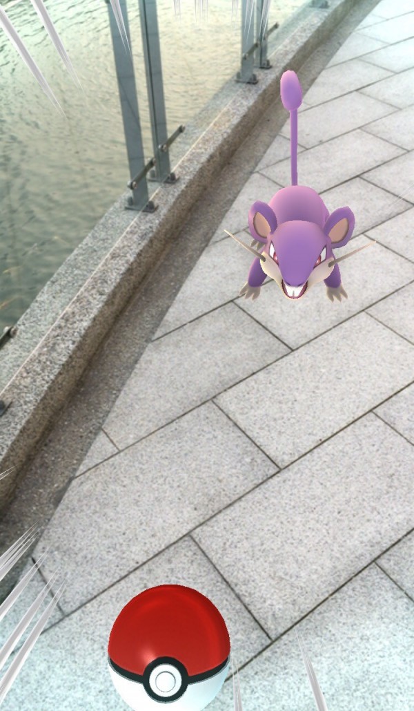 不再滿街小拉達 Pokemon Go減少 菜市場怪 出沒 生活 自由時報電子報