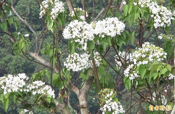 八卦山脈每年5月開花的油桐花，竟然在時序深秋時大爆發，山區一片雪白花海。（記者湯世名攝）