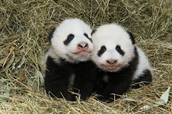 奧地利動物園龍鳳胎熊貓命名確定，福龍與福鳳。（翻攝自美泉宮動物園臉書）