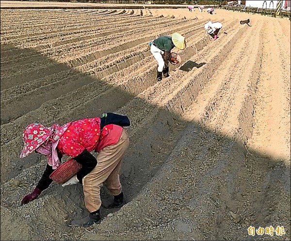 潭子區農友在二期稻作收割後即搶種馬鈴薯。（記者歐素美攝）