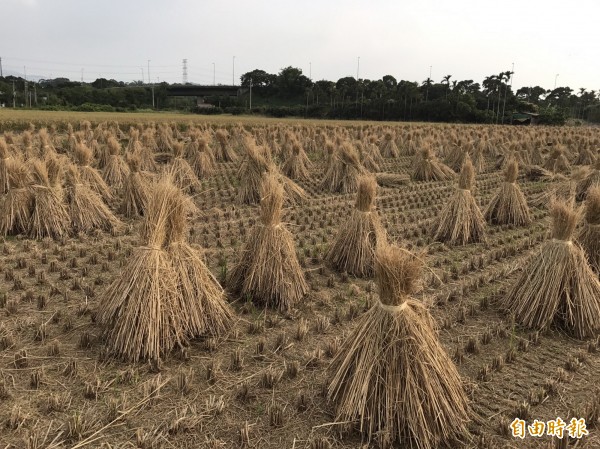 環保局鼓勵農民採用益菌肥分解稻稈的方法取代露天焚燒稻草。（記者蔡文居攝）