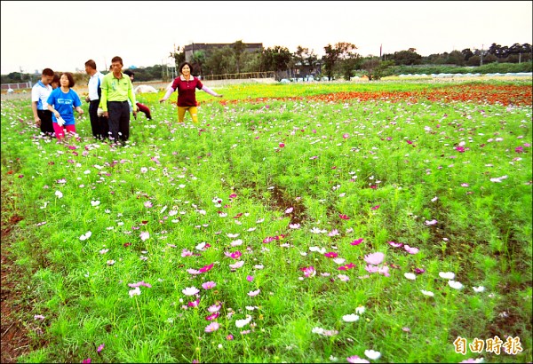 「桃園花彩節」週六登場，中壢展區陸續盛開繽紛花海，迎風飄逸，邀你免費進場賞花。（記者李容萍攝）