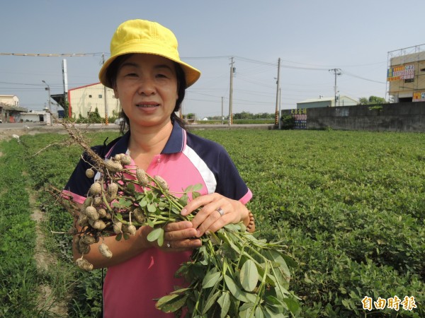 虎尾鎮農會不計成本，19日辦活動邀遊客當一日農夫，體驗古早味「挽土豆」。（記者廖淑玲攝）