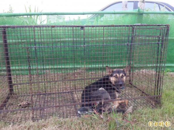 流浪犬貓在澎湖成為頭痛問題，必須出動誘捕籠捕捉。（記者劉禹慶攝）