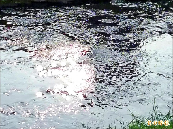 鳳山溪水面泛一層油污。（記者陳文嬋攝）