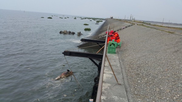 1隻「鼠海豚」昨天被海巡署四一岸巡大隊人員發現漂浮在海面上，立即打撈上岸。（記者湯世名翻攝）