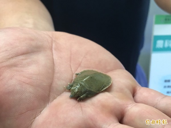 從鱉蛋開始體驗養鱉 業者開發「鱉不住」