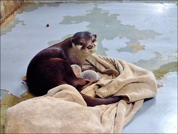 爸爸Hugo抱著小水獺寶寶 。（台北市立動物園提供）