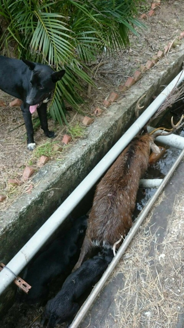 獵犬在排水溝上及溝內包圍梅花鹿。（記者蔡宗憲翻攝）