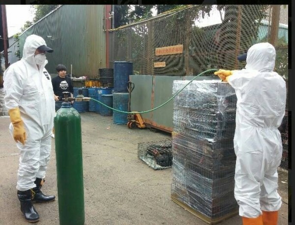 新北市家禽屠宰場雞隻爆發感染H5N8亞型高病原禽流感病毒。（圖由新北市動保處提供）